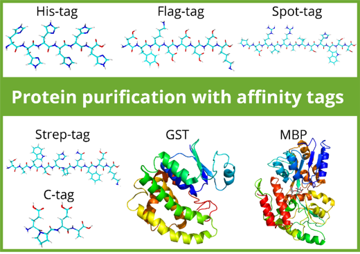 タンパク質精製用アフィニティタグの構造（His-Tag、Flag-Tag、Spot-Tag、Strep-Tag、C-Tag、GST、MBP）
