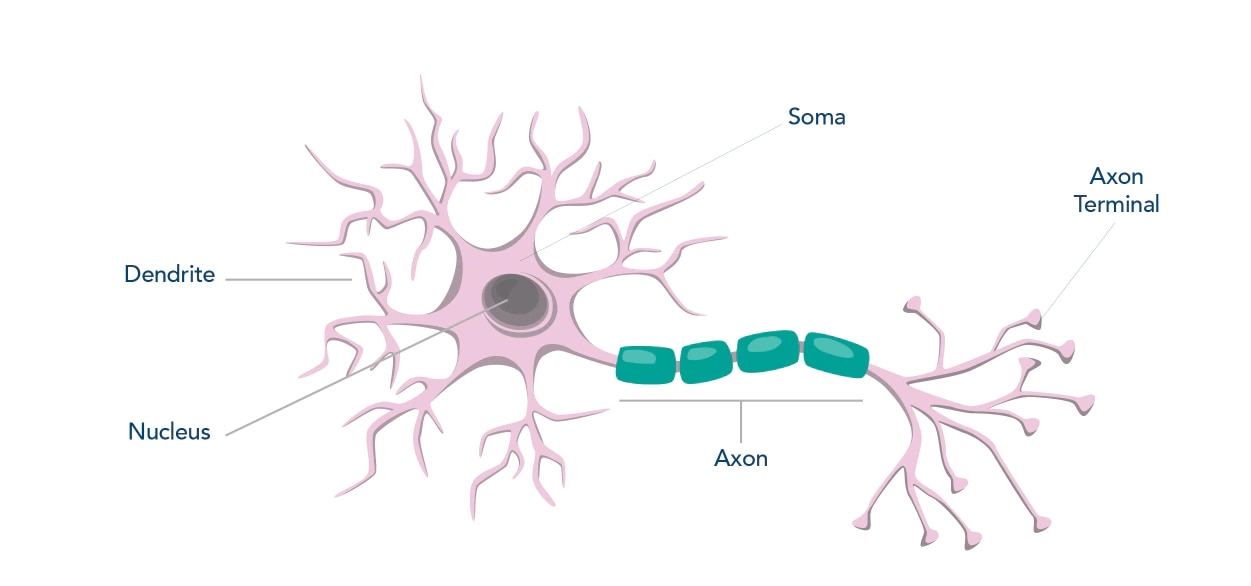 神経細胞の模式図（樹状突起、核、細胞体、軸索、軸索終末）