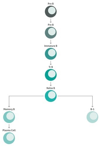 ヒトB細胞成熟過程の図