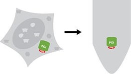 粗細胞抽出物からFlagタグ融合タンパク質を単離する模式図（細胞内の融合タンパク質と可溶化された融合タンパク質）