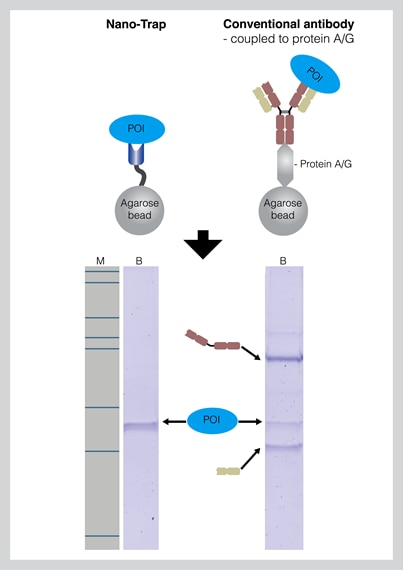 GFP-Trapと従来型GFP抗体の比較図（SDS-PAGE、従来型抗体の抗体鎖の検出）