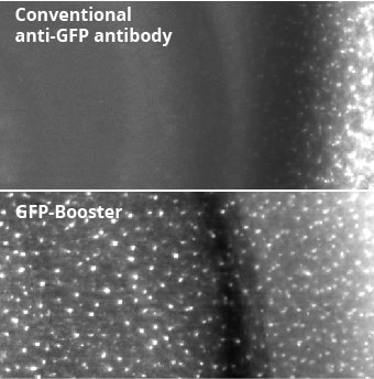 従来型GFP抗体とGFP-Boosterを比較したイメージング画像（組織浸透性に優れるGFP-Boosterは多くのシグナルが検出される