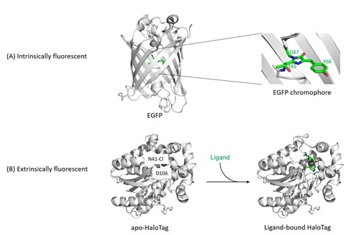 蛍光タンパク質の構造とHalo-Tagのイラスト