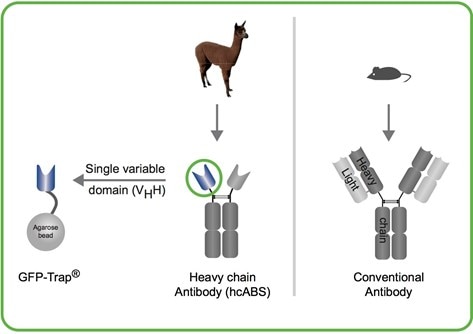 VHH抗体と従来型抗体の由来と構造の比較イラスト