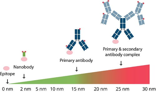 3種類の蛍光色素標識抗体について、エピトープと蛍光色素間の距離を示したイラスト（VHH抗体は2nm、一次抗体は15nm、一次抗体二次抗体複合体は25nm）