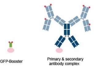 GFP-Boosterと、従来型の一次抗体二次抗体複合体の比較概要図