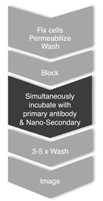 ワンステップ染色のフローチャート（固定、洗浄、ブロッキング処理、同時インキュベーション、洗浄、撮影）Blog_CTK_Nano-Secs_process flow 