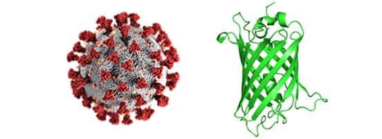 SARS-CoV-2ウイルスと蛍光タンパク質の画像