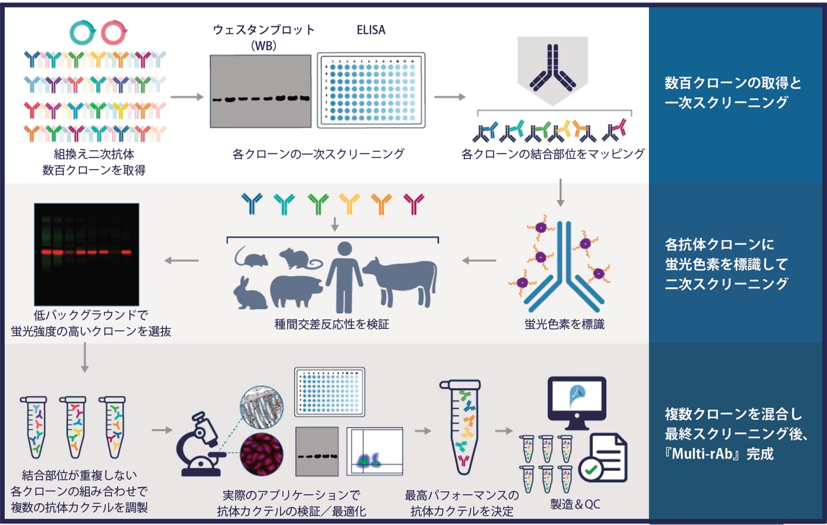 recombinant secondary antibodies production workflow