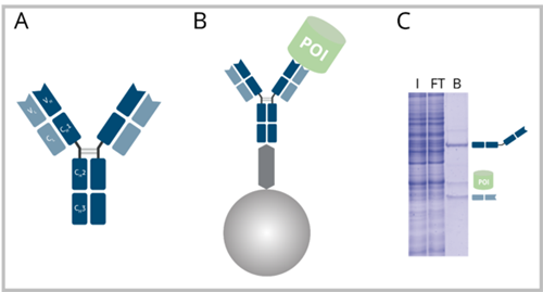 免疫沈降における従来型抗体結合ビーズ（構造、SDS-PAGE）