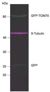 GFP-TOM70抗体、β-Tubulin抗体、GFP抗体を使用したHEK293T細胞ライセートのマルチプレックス蛍光染色ウェスタンブロット