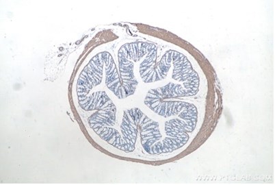 平滑筋アクチンIHCeasyキットを使用した免疫組織化学染色の画像
