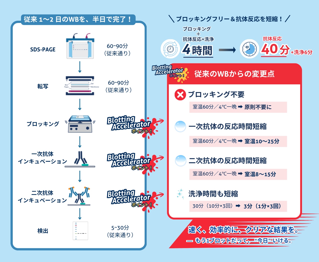 WB　抗体希釈液