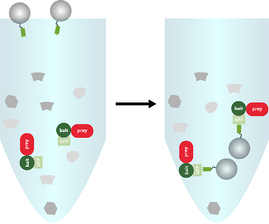 共免疫沈降で、GFP-Trapとライセートをインキュベーションする時の模式図