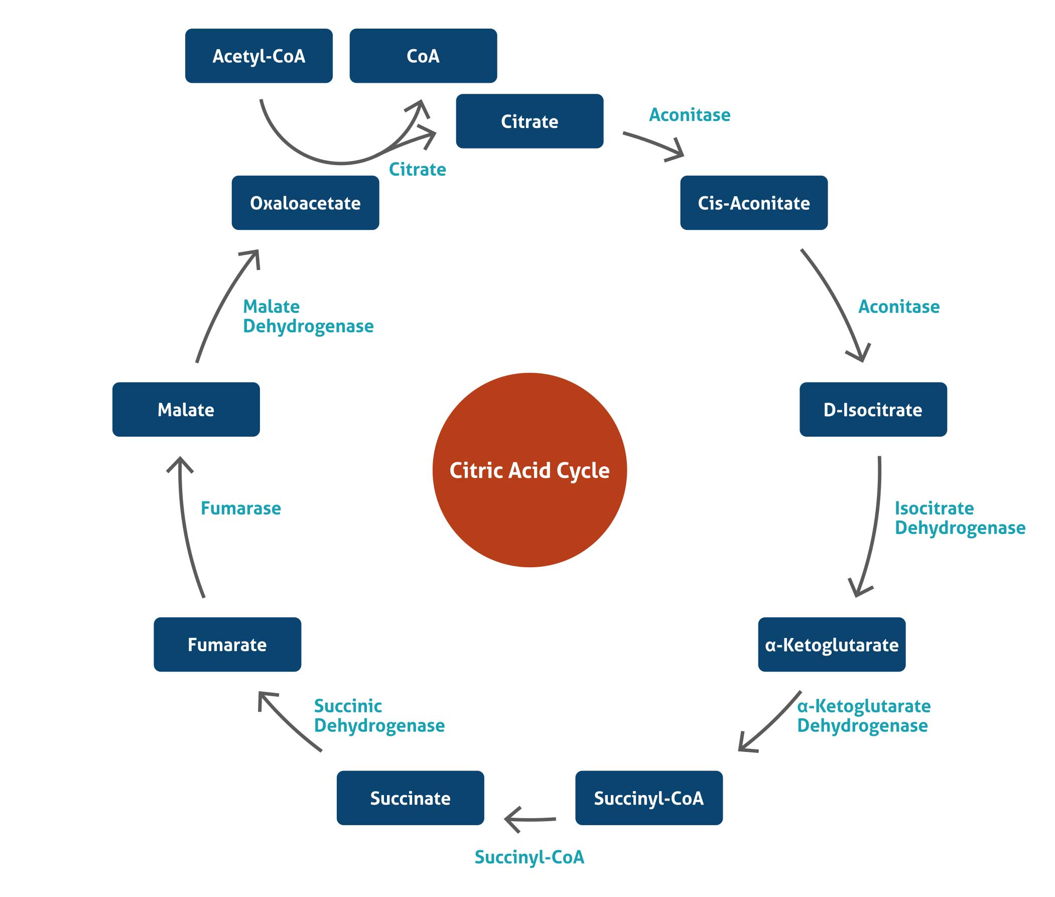 特集 : ミトコンドリアマーカー | Proteintech Group