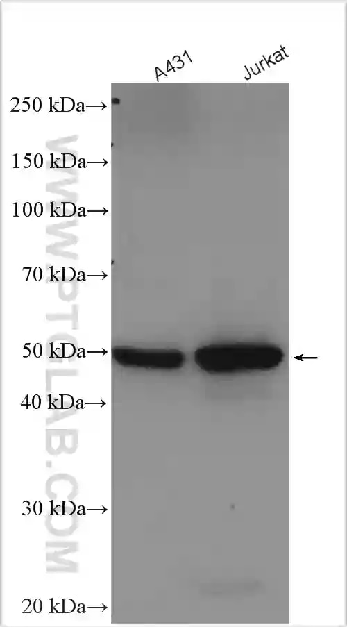 GSDMD抗体を使用した細胞ライセートのウェスタンブロット