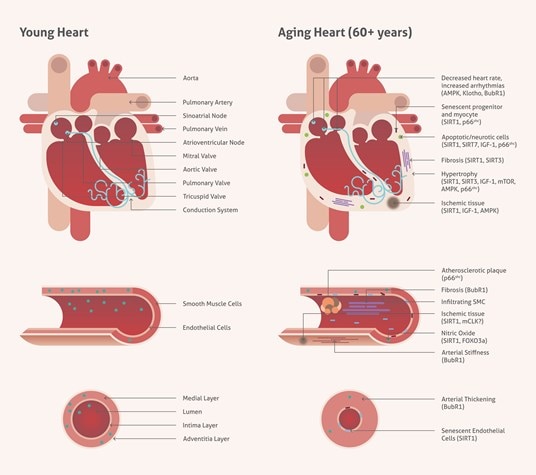 心血管組織の加齢に伴う変化をまとめた図（成人、60歳以上の加齢者、心臓、血管壁、壁肥大）
