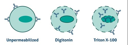 試薬によって抗体が到達できる細胞小器官が異なることを示したイラスト（無処理は細胞表面、ジギトニン処理は細胞表面および細胞質、Triton X-100処理は細胞表面・細胞質・細胞器官内部に抗体がアクセス）