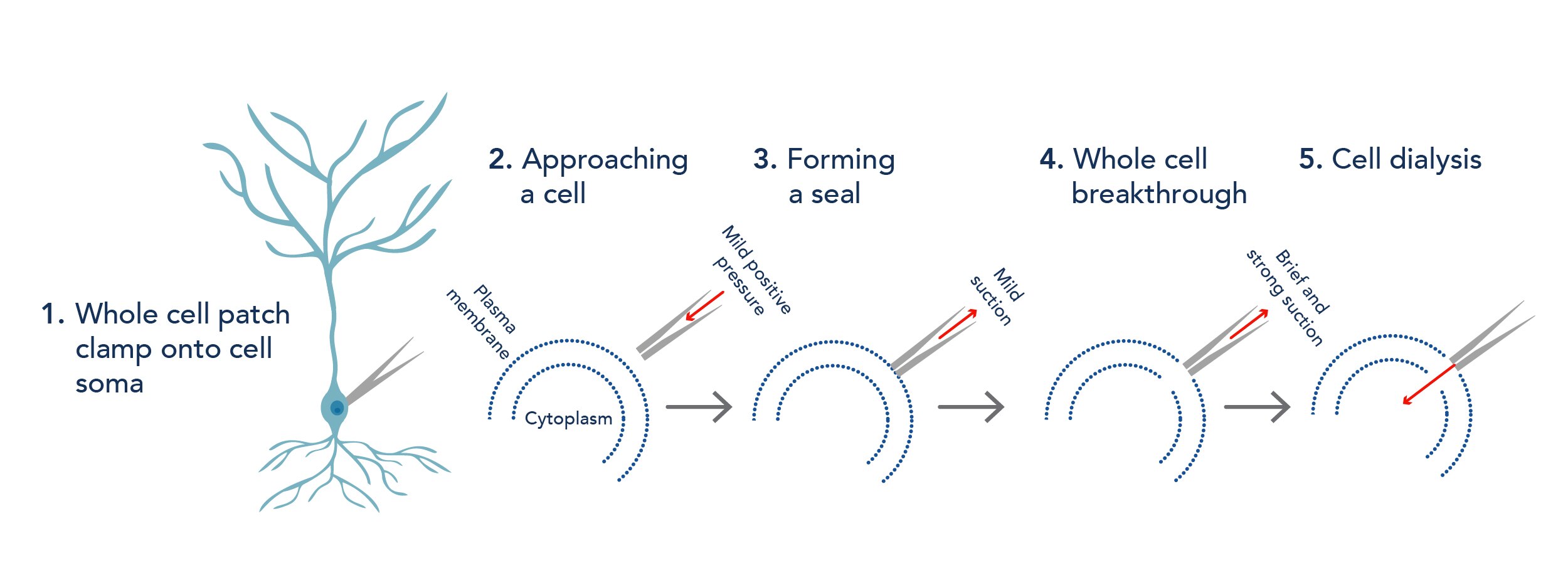 Whole-cellパッチクランプ法の主要なステップ