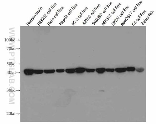 Beta-actin 抗体のウェスタンブロット検証