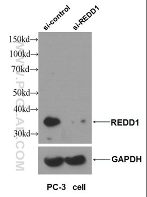 REDD1抗体のウェスタンブロット検証