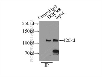 DGCR8抗体のウェスタンブロット検証