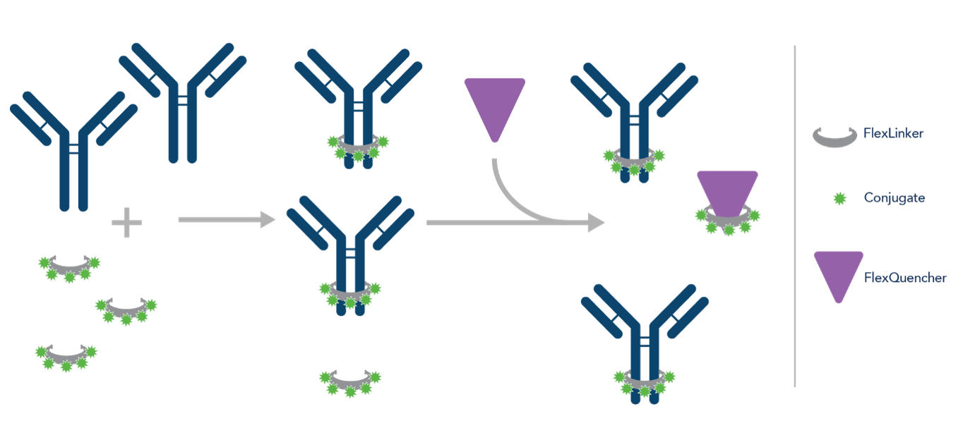 FlexAbleの抗体標識ワークフロー