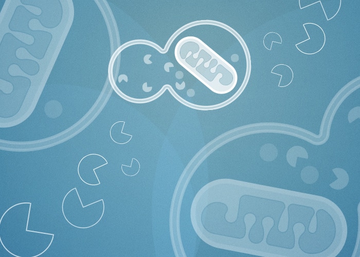 ネクローシス(Necrosis)とアポトーシス(Apoptosis)の違いは