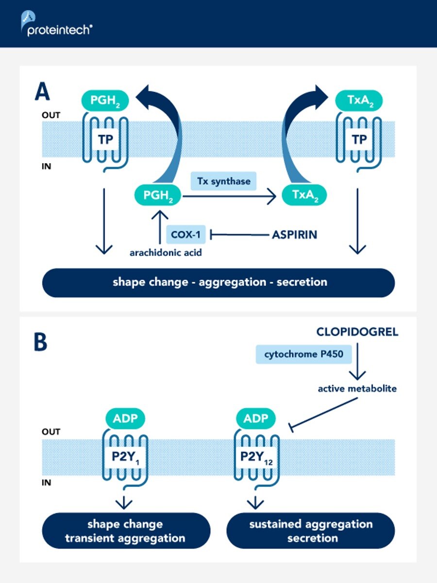 アスピリンとクロピドグレルの薬理作用の標的の模式図
