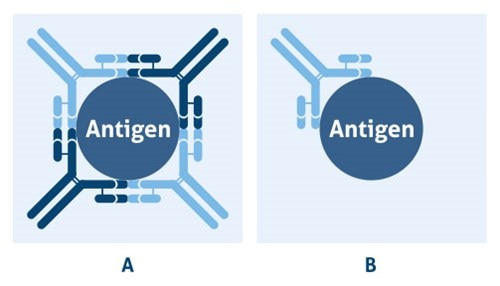 ポリクローナル抗体およびモノクローナル抗体のイラスト
