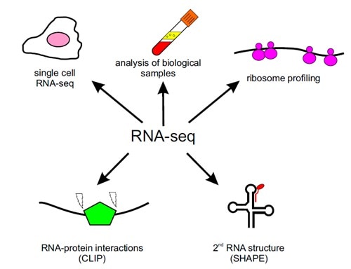 NGSアプリケーション RNA-Seq実験ハンドブック?発現解析からncRNA、シングルセルまであらゆる局面を網羅! (実験医学別冊) NGSアプリケーション RNA-Seq実験ハンドブック〜発現解析から