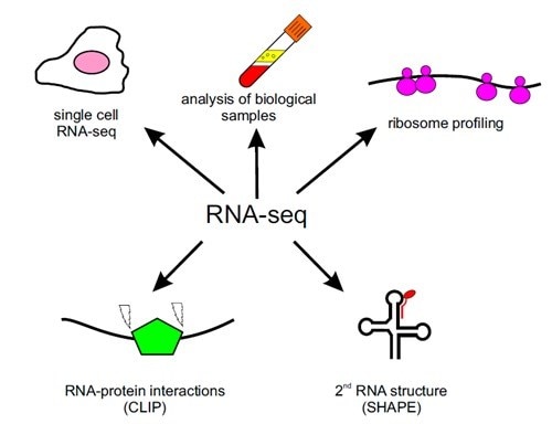 RNAシーケンシング技術のアプリケーション例（シングルセル解析、生物試料解析、リボソームプロファイリング、RNA‐タンパク質相互作用部位のマッピング、RNA構造解析）