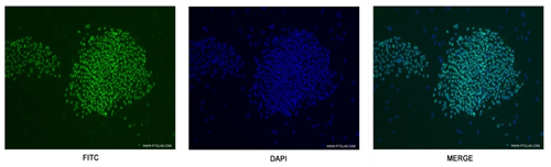 OCT3/4抗体を使用したヒト胚性幹細胞の免疫蛍光染色（FITC、DAPI、Merge画像）