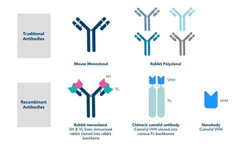 プロテインテックが販売する抗体のイラスト（従来型の一次抗体および二次抗体、ウサギモノクローナル組換え抗体、アルパカVHH Fc組換え抗体、アルパカVHH抗体（別名ナノボディ））