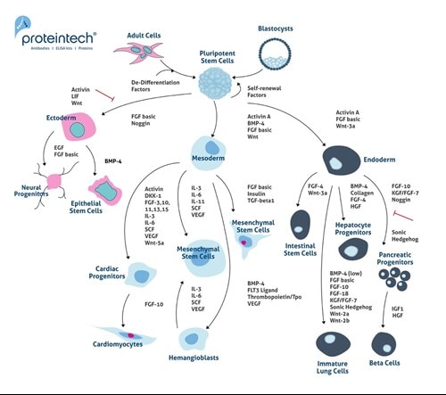胚性幹細胞およびiPS細胞の分化経路と添加する誘導因子を示したイラスト