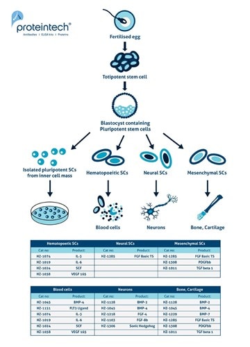 胚性幹細胞の発生過程および胚性幹細胞を分化して得られる細胞・組織を示したチャート、分化に必要なサイトカインおよび増殖因子の表