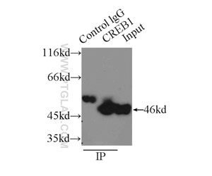 CREB1抗体を使用したHEK293細胞の免疫沈降サンプルのウェスタンブロット
