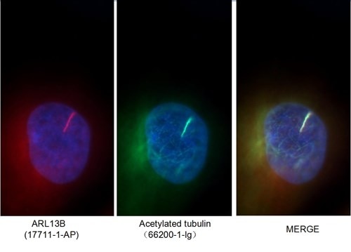 アセチル化Tubulin抗体およびAlexa Fluor 488標識AffiniPure ヤギ抗ウサギIgGを使用したMDCK細胞の免疫蛍光染色（ARL13B、アセチル化チューブリン、Merge画像）