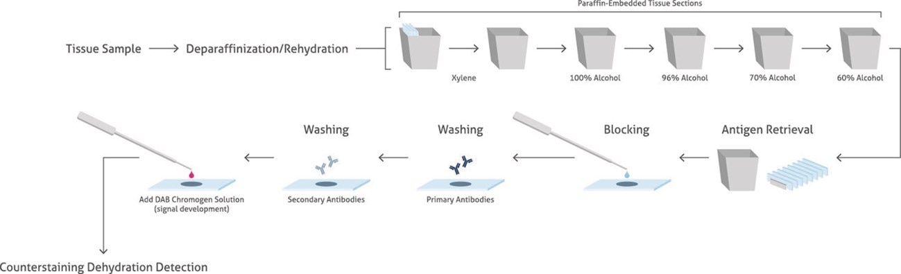 Immunohistochemistry (IHC) Steps