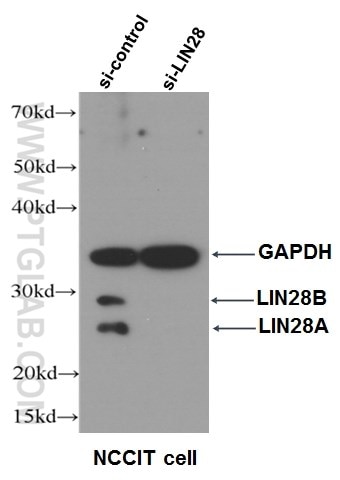 LIN28抗体を使用したNCCIT細胞のウェスタンブロット（siコントロール細胞にはLIN28BおよびLIN28Aのバンド）