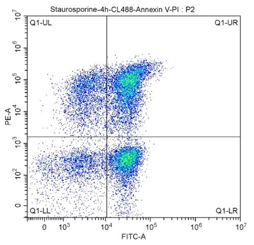 CoraLite®488-Annexin V and PI Apoptosis Kitを使用したフローサイトメトリー解析