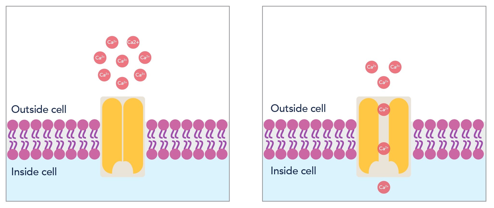 電位依存性チャネルの細孔形成模式図。