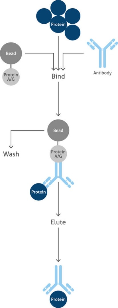 immunoprecipitation workflow diagram