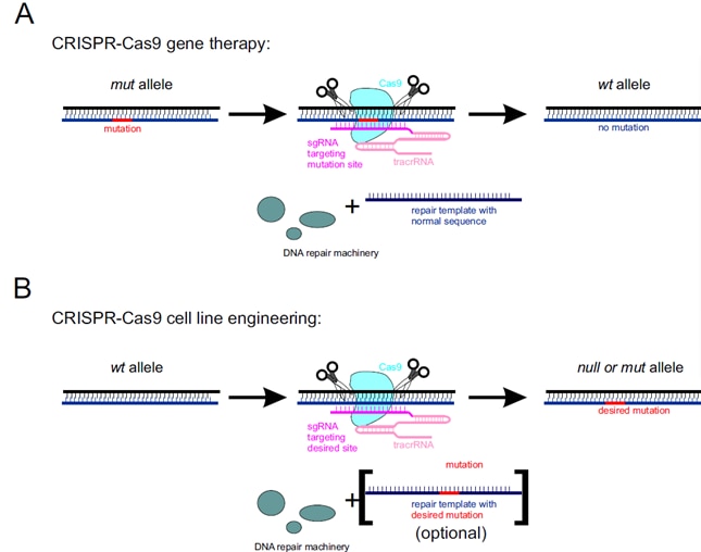 CRISPR-Cas9機構の利用例の模式図
