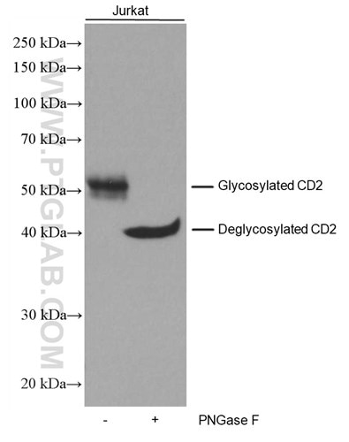 CD2抗体を使用したJurkat細胞ライセートのウェスタンブロット（PNGase F処理サンプルのバンドを40kDa付近に検出）
