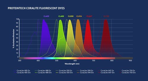 CoraLite®蛍光色素の波長