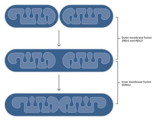 ミトコンドリア融合の模式図（外膜融合、内膜融合）