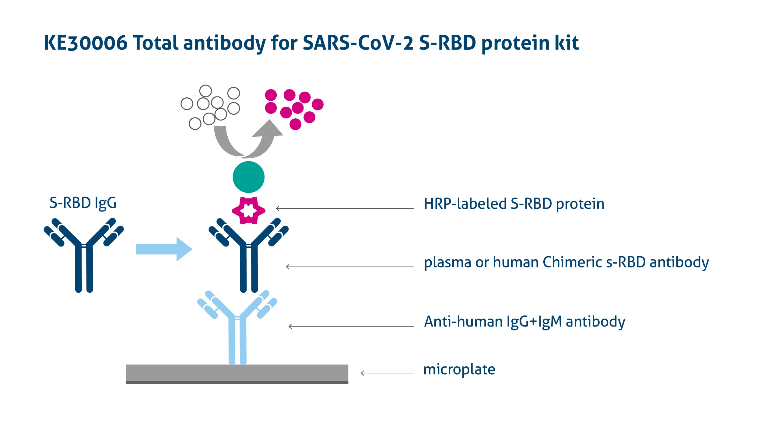ELISAキットによるSARS-Cov-2 RBD抗体（IgG + IgM）の検出原理