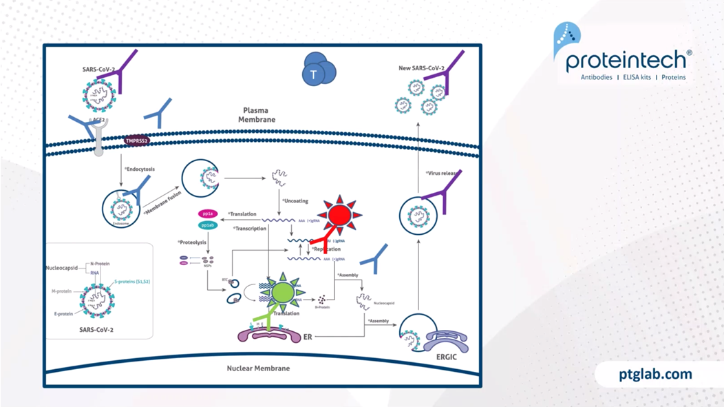 CAR T-cells may be useful in the fight against the coronavirus