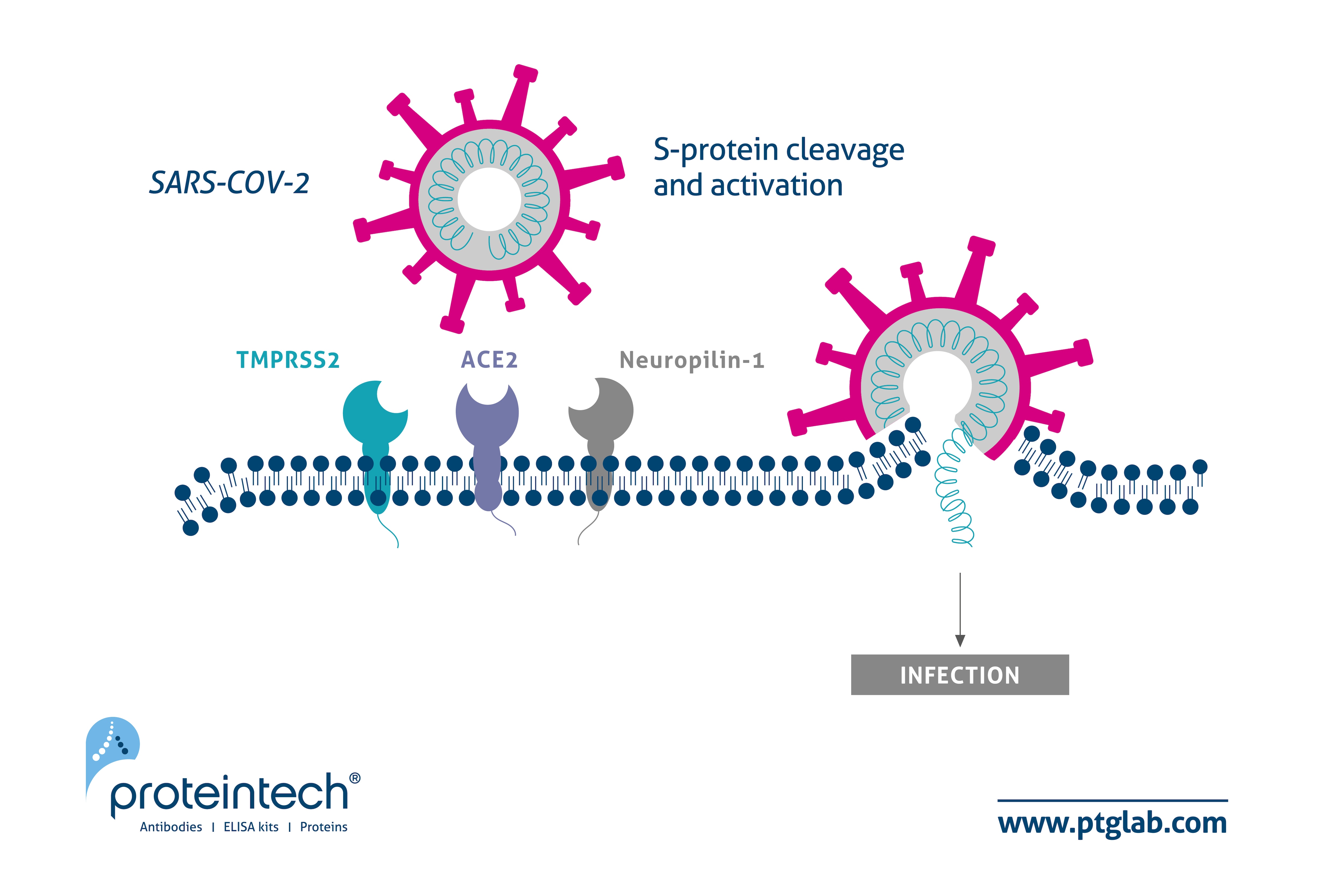 SARS-COV-2の感染機構としてNEUROPILIN-1がACE2に加わる | Proteintech